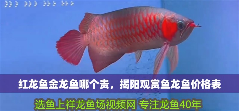 紅龍魚金龍魚哪個貴，揭陽觀賞魚龍魚價格表