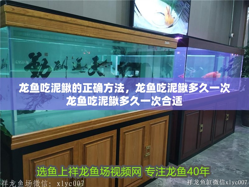 龍魚吃泥鰍的正確方法，龍魚吃泥鰍多久一次龍魚吃泥鰍多久一次合適