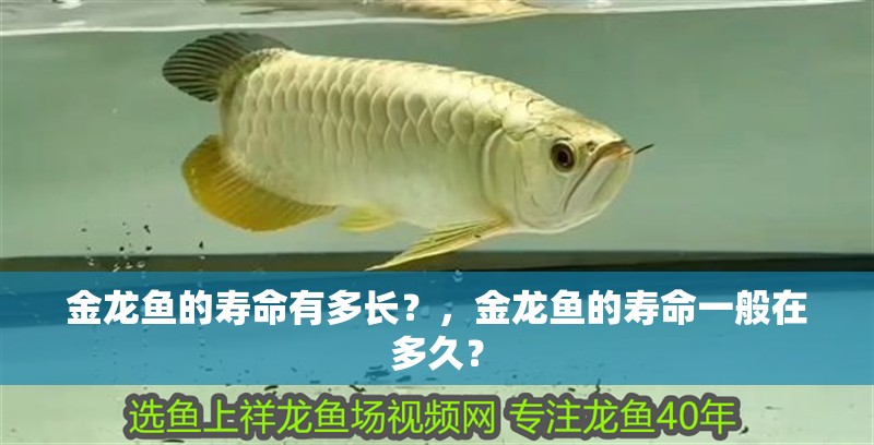金龍魚的壽命有多長？，金龍魚的壽命一般在多久？