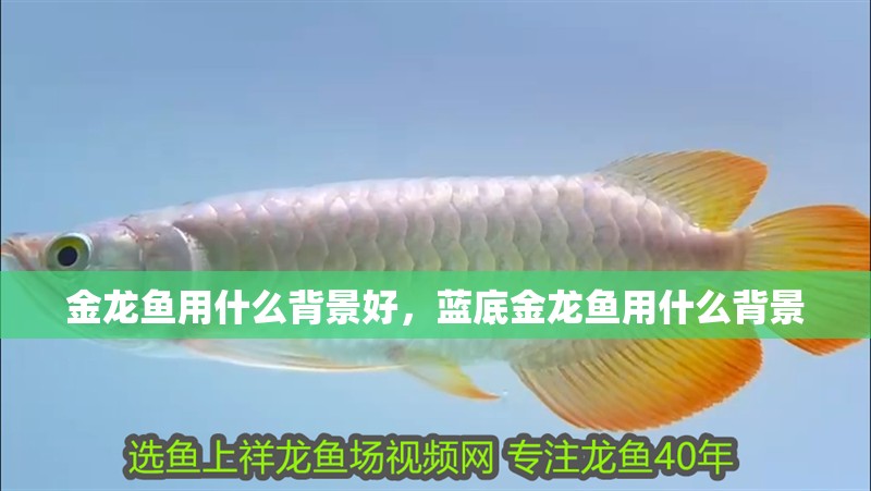 金龍魚用什么背景好，藍底金龍魚用什么背景