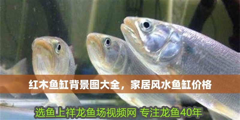 紅木魚缸背景圖大全，家居風水魚缸價格
