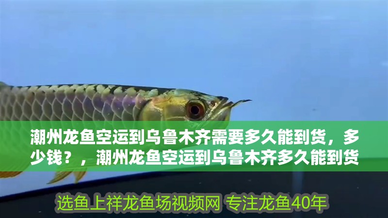 潮州龍魚空運到烏魯木齊需要多久能到貨，多少錢？，潮州龍魚空運到烏魯木齊多久能到貨，多少錢？