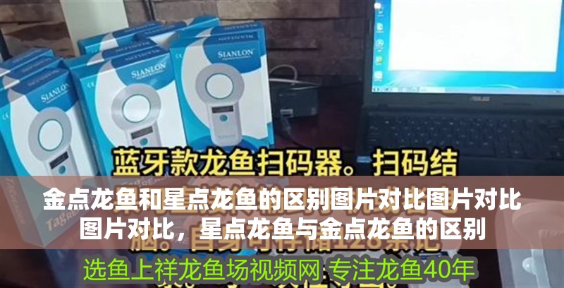 金點龍魚和星點龍魚的區別圖片對比圖片對比圖片對比，星點龍魚與金點龍魚的區別