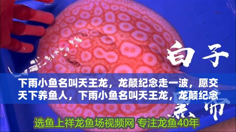 下雨小魚名叫天王龍，龍顛紀(jì)念走一波，愿交天下養(yǎng)魚人，下雨小魚名叫天王龍，龍顛紀(jì)念走一波！