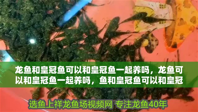 龍魚和皇冠魚可以和皇冠魚一起養(yǎng)嗎，龍魚可以和皇冠魚一起養(yǎng)嗎，魚和皇冠魚可以和皇冠魚一起養(yǎng)嗎，龍魚可以和皇冠魚一起養(yǎng)嗎