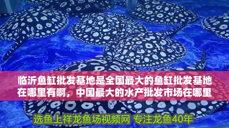 臨沂魚缸批發基地是全國最大的魚缸批發基地在哪里有啊，中國最大的水產批發市場在哪里
