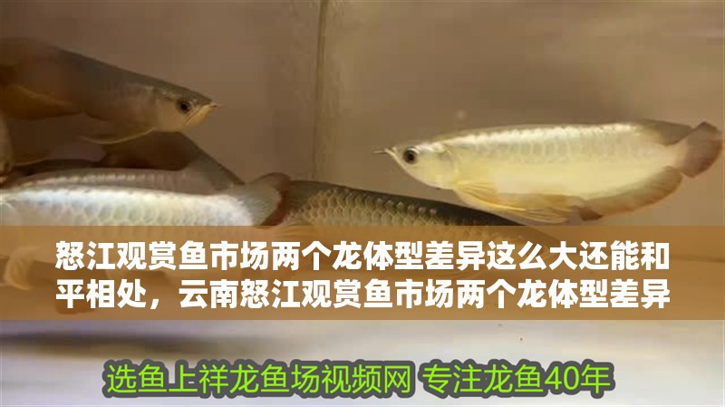 怒江觀賞魚市場兩個龍體型差異這么大還能和平相處，云南怒江觀賞魚市場兩個龍體型差異大還能和平相處