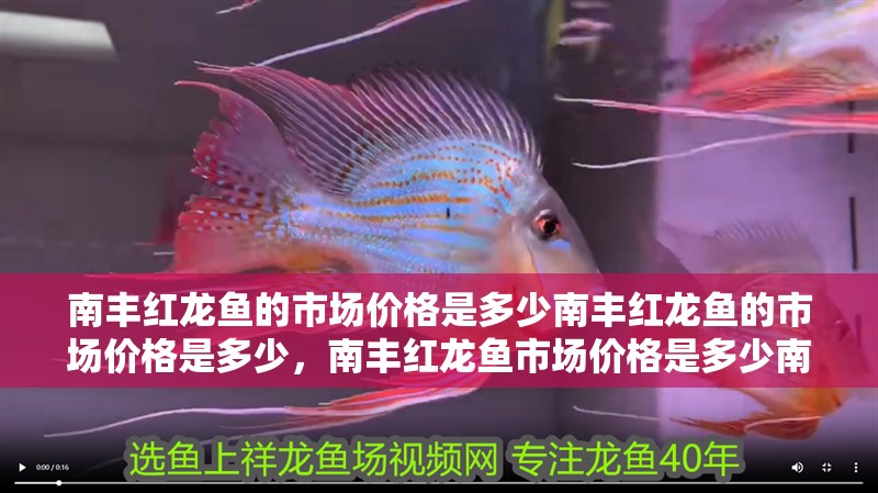 南豐紅龍魚的市場價格是多少南豐紅龍魚的市場價格是多少，南豐紅龍魚市場價格是多少南豐紅龍魚市場價格是多少