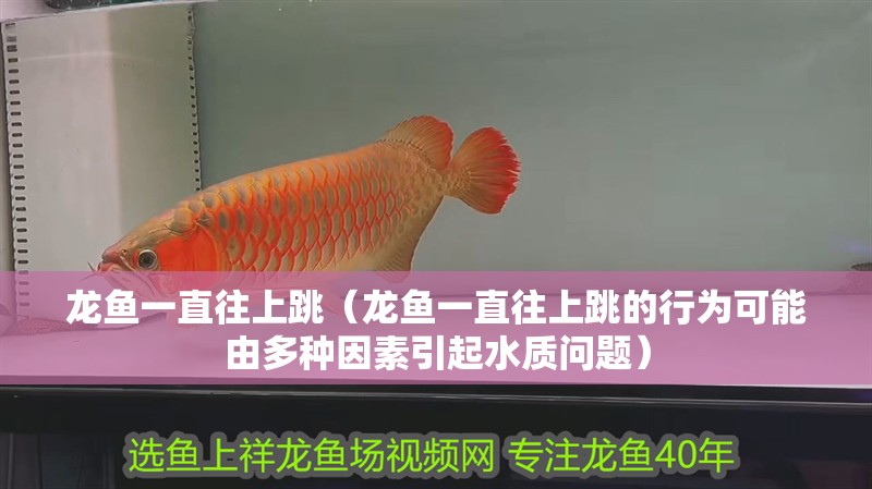 龍魚一直往上跳（龍魚一直往上跳的行為可能由多種因素引起水質問題）