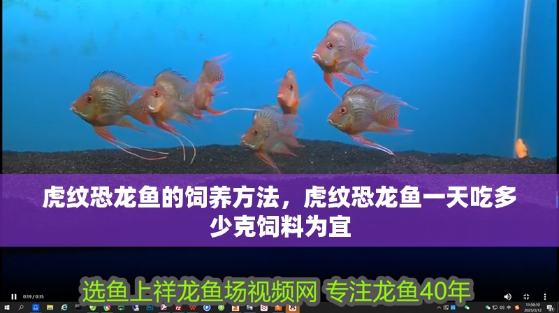虎紋恐龍魚(yú)的飼養(yǎng)方法，虎紋恐龍魚(yú)一天吃多少克飼料為宜 虎紋恐龍魚(yú)的飼養(yǎng)方法，虎紋恐龍魚(yú)一天吃多少克飼料為宜 觀賞魚(yú)百科 第2張