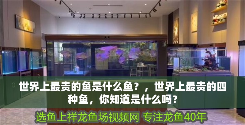 世界上最貴的魚是什么魚？，世界上最貴的四種魚，你知道是什么嗎？ 世界上最貴的魚是什么魚？，世界上最貴的四種魚，你知道是什么嗎？ 觀賞魚百科
