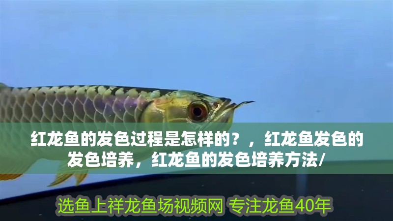 紅龍魚的發(fā)色過程是怎樣的？，紅龍魚發(fā)色的發(fā)色培養(yǎng)，紅龍魚的發(fā)色培養(yǎng)方法/