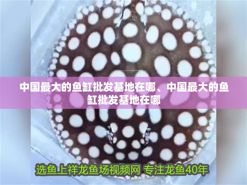 中國最大的魚缸批發(fā)基地在哪、中國最大的魚缸批發(fā)基地在哪
