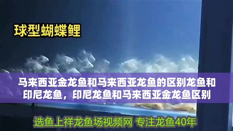 馬來(lái)西亞金龍魚(yú)和馬來(lái)西亞龍魚(yú)的區(qū)別龍魚(yú)和印尼龍魚(yú)，印尼龍魚(yú)和馬來(lái)西亞金龍魚(yú)區(qū)別