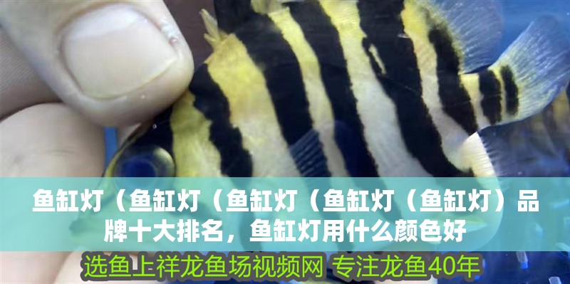 魚缸燈（魚缸燈（魚缸燈（魚缸燈（魚缸燈）品牌十大排名，魚缸燈用什么顏色好
