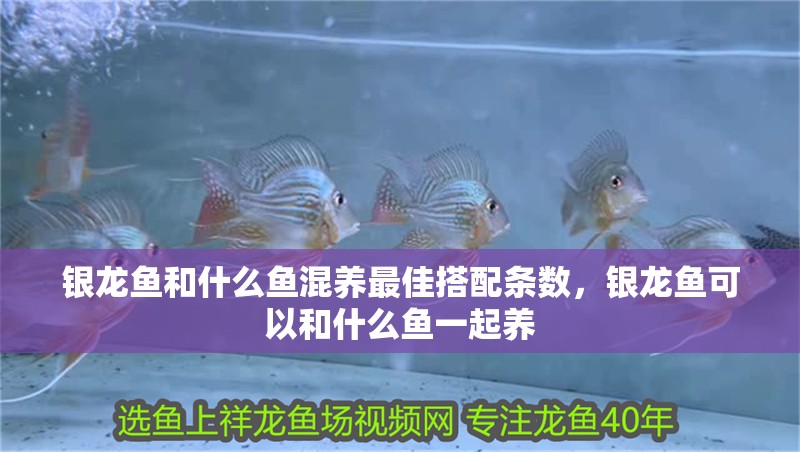 銀龍魚和什么魚混養最佳搭配條數，銀龍魚可以和什么魚一起養