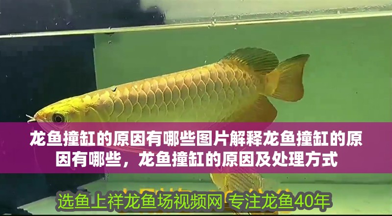 龍魚撞缸的原因有哪些圖片解釋龍魚撞缸的原因有哪些，龍魚撞缸的原因及處理方式