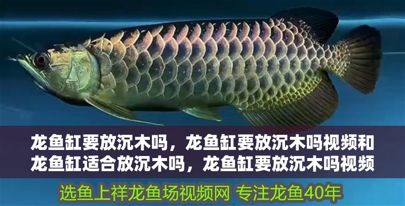 龍魚缸要放沉木嗎，龍魚缸要放沉木嗎視頻和龍魚缸適合放沉木嗎，龍魚缸要放沉木嗎視頻