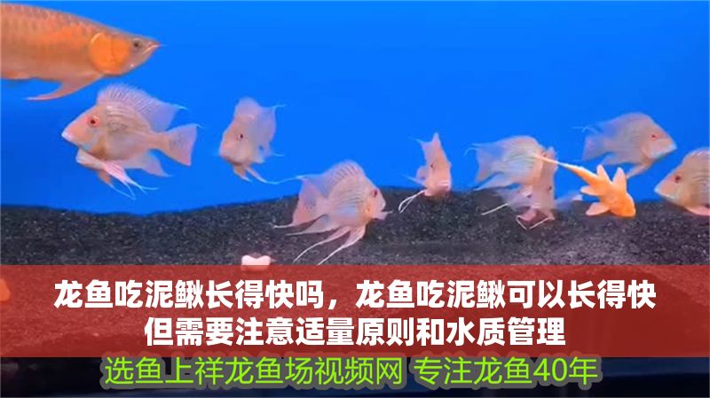 龍魚吃泥鰍長得快嗎，龍魚吃泥鰍可以長得快但需要注意適量原則和水質管理 龍魚吃泥鰍長得快嗎，龍魚吃泥鰍可以長得快但需要注意適量原則和水質管理 龍魚百科 第2張