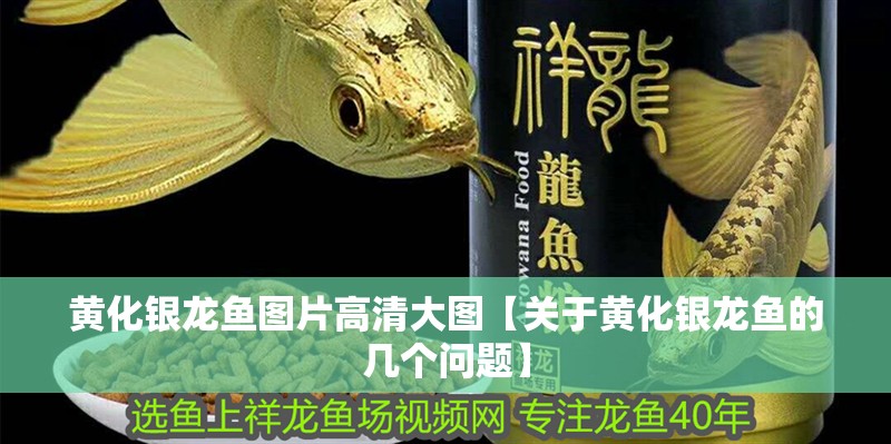 黃化銀龍魚圖片高清大圖【關(guān)于黃化銀龍魚的幾個問題】