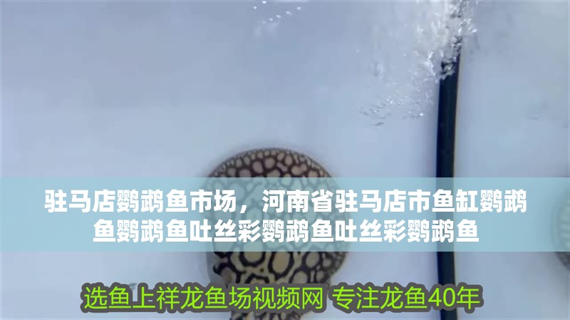 駐馬店鸚鵡魚市場，河南省駐馬店市魚缸鸚鵡魚鸚鵡魚吐絲彩鸚鵡魚吐絲彩鸚鵡魚
