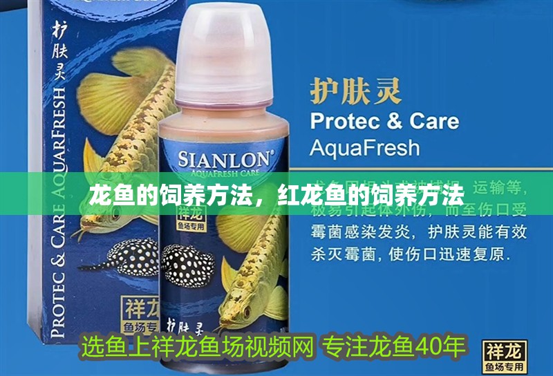 龍魚干蝦有營養嗎 龍魚的飼養方法,紅龍魚的飼養方法 觀賞魚百科 龍魚的飼養方法,紅龍魚的飼養方法 龍魚的飼養方法,紅龍魚的飼養方法 觀賞魚百科