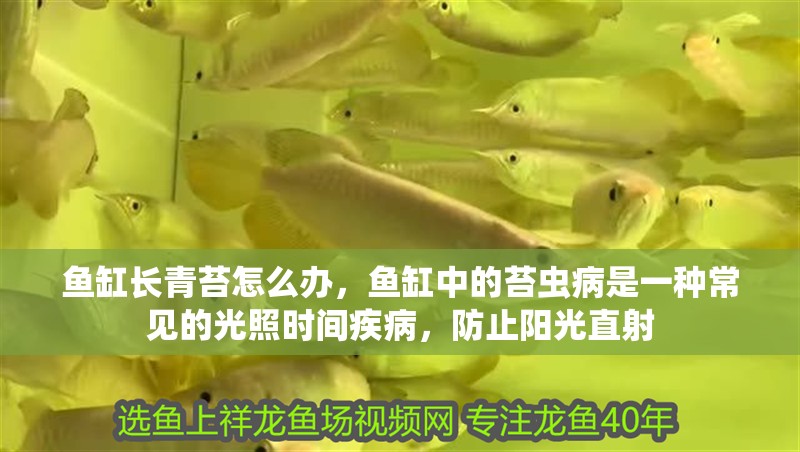 魚缸長青苔怎么辦，魚缸中的苔蟲病是一種常見的光照時間疾病，防止陽光直射