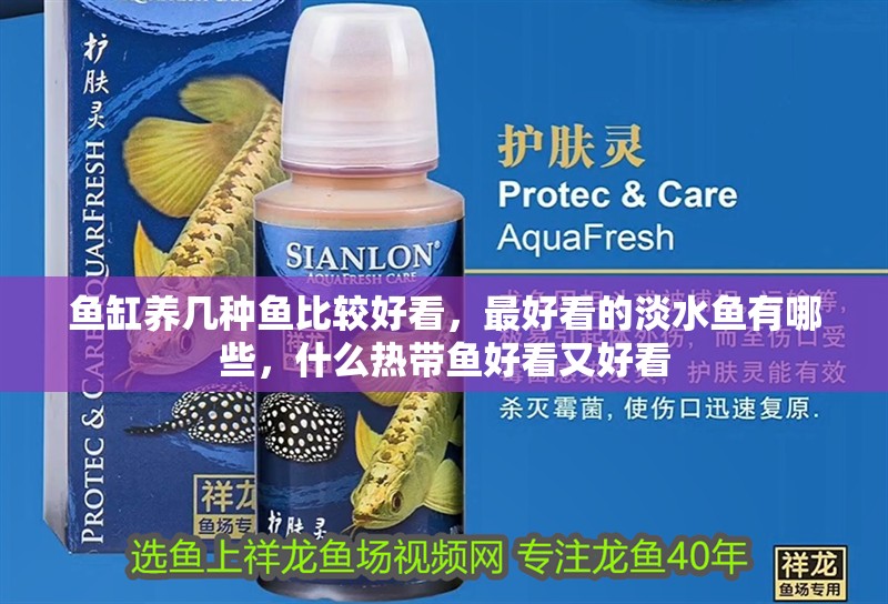 魚缸養(yǎng)幾種魚比較好看，最好看的淡水魚有哪些，什么熱帶魚好看又好看