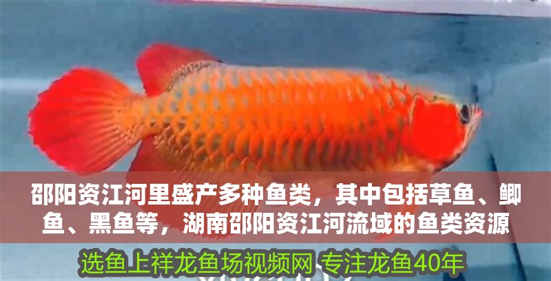 邵陽資江河里盛產多種魚類，其中包括草魚、鯽魚、黑魚等，湖南邵陽資江河流域的魚類資源豐富了當地居民提供了豐富的食物來源