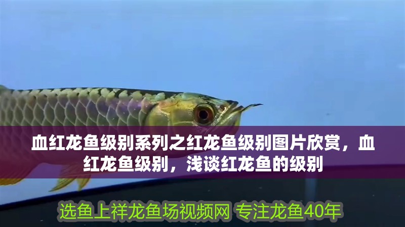 血紅龍魚級別系列之紅龍魚級別圖片欣賞，血紅龍魚級別，淺談紅龍魚的級別
