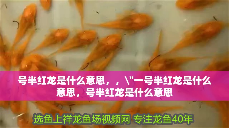 號半紅龍是什么意思，，\