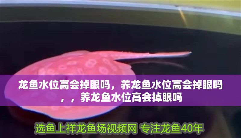 龍魚水位高會掉眼嗎，養(yǎng)龍魚水位高會掉眼嗎，，養(yǎng)龍魚水位高會掉眼嗎