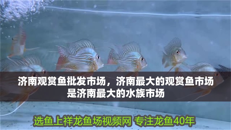 濟南觀賞魚批發市場，濟南最大的觀賞魚市場是濟南最大的水族市場