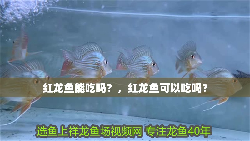 紅龍魚能吃嗎？，紅龍魚可以吃嗎？
