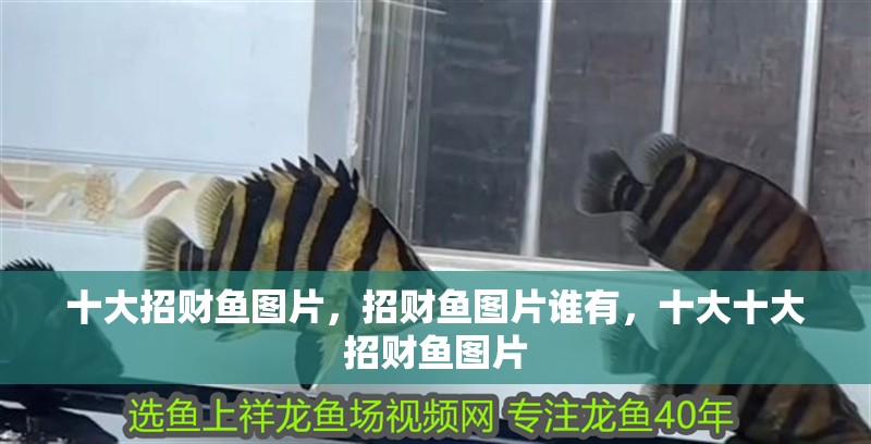 十大招財魚圖片，招財魚圖片誰有，十大十大招財魚圖片