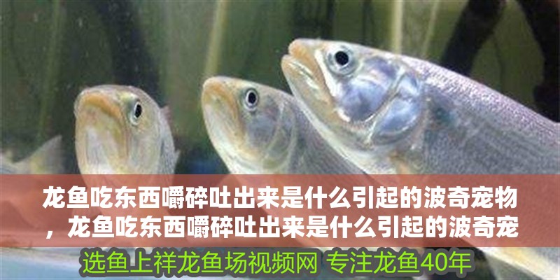 龍魚吃東西嚼碎吐出來是什么引起的波奇寵物，龍魚吃東西嚼碎吐出來是什么引起的波奇寵，金龍魚吃東西嚼碎吐出來是什么引起的波奇寵物