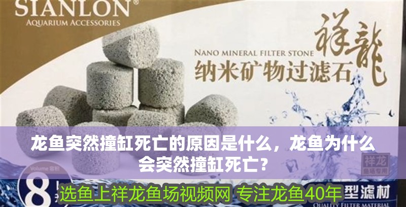 龍魚突然撞缸死亡的原因是什么，龍魚為什么會突然撞缸死亡？