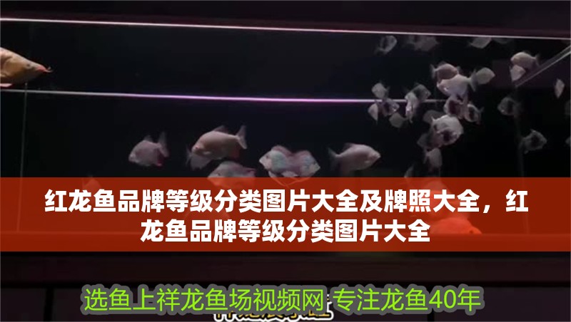 紅龍魚品牌等級分類圖片大全及牌照大全，紅龍魚品牌等級分類圖片大全