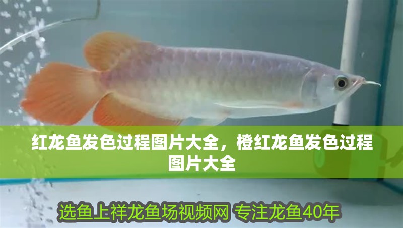 紅龍魚發色過程圖片大全，橙紅龍魚發色過程圖片大全