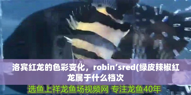 洛賓紅龍的色彩變化，robin’sred(綠皮辣椒紅龍屬于什么檔次 洛賓紅龍的色彩變化，robin’sred(綠皮辣椒紅龍屬于什么檔次 觀賞魚百科 第3張