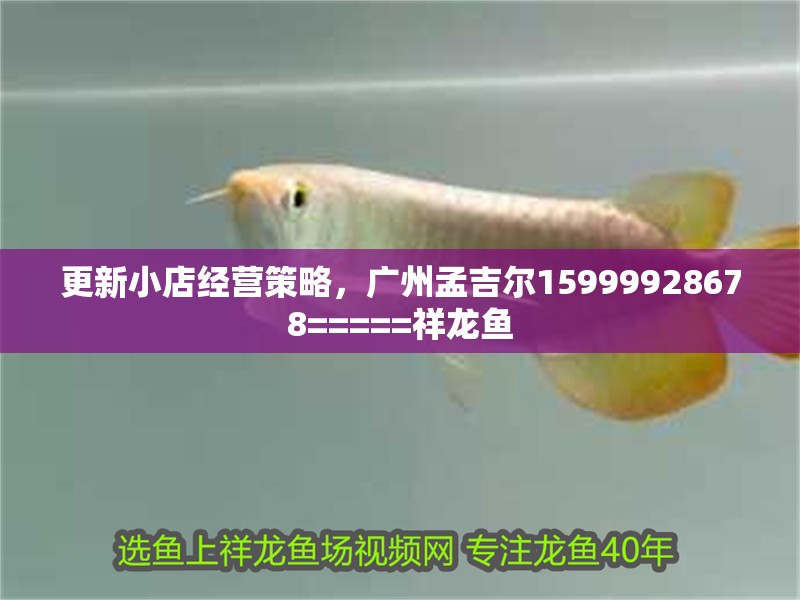 更新小店經營策略，廣州孟吉爾15999928678=====祥龍魚