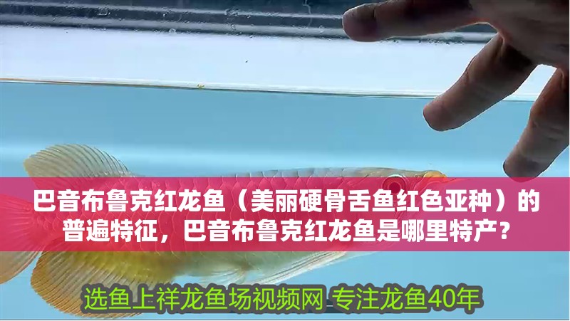 巴音布魯克紅龍魚（美麗硬骨舌魚紅色亞種）的普遍特征，巴音布魯克紅龍魚是哪里特產(chǎn)？
