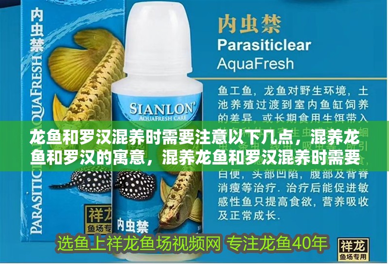 龍魚和羅漢混養(yǎng)時需要注意以下幾點，混養(yǎng)龍魚和羅漢的寓意，混養(yǎng)龍魚和羅漢混養(yǎng)時需要注意以下幾點