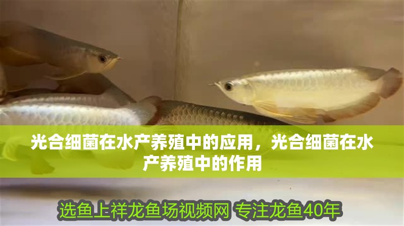 光合細菌在水產養殖中的應用，光合細菌在水產養殖中的作用