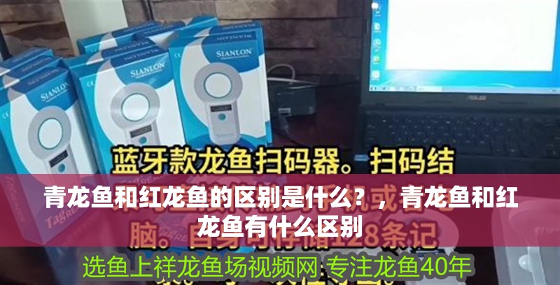 青龍魚和紅龍魚的區別是什么？，青龍魚和紅龍魚有什么區別