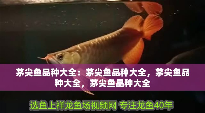 茅尖魚品種大全：茅尖魚品種大全，茅尖魚品種大全，茅尖魚品種大全