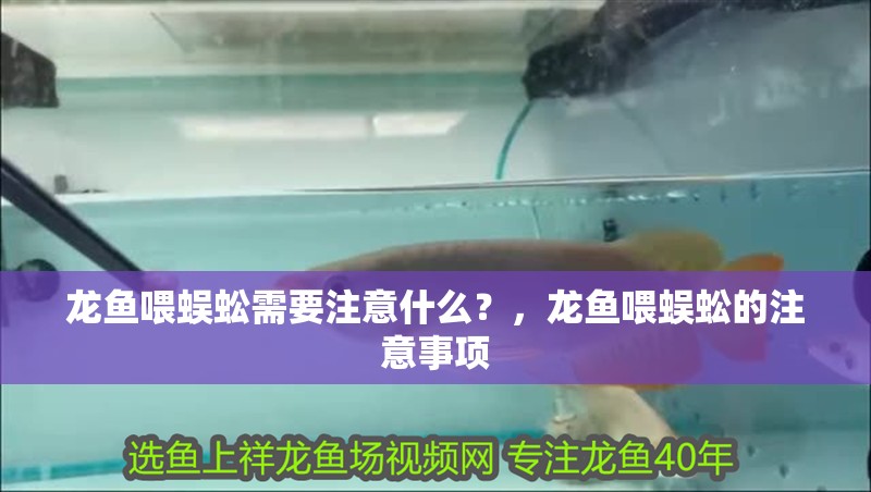 龍魚喂蜈蚣需要注意什么？，龍魚喂蜈蚣的注意事項