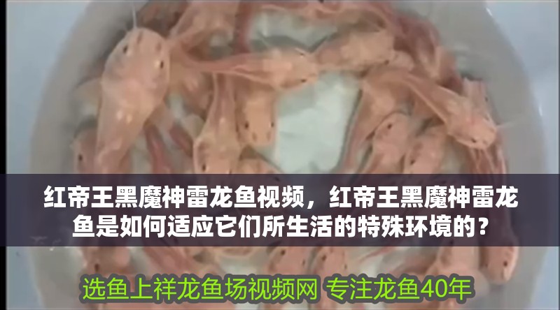 紅帝王黑魔神雷龍魚視頻，紅帝王黑魔神雷龍魚是如何適應它們所生活的特殊環境的？