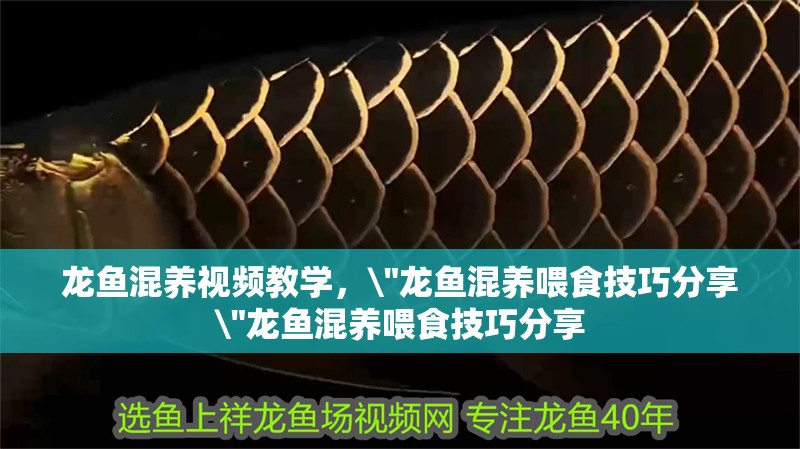 龍魚混養(yǎng)視頻教學(xué)，\