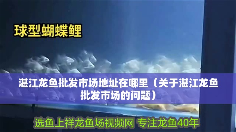 湛江龍魚批發市場地址在哪里（關于湛江龍魚批發市場的問題）